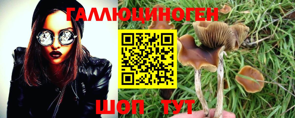 Галлюциногенные грибы Psilocybe Изобильный